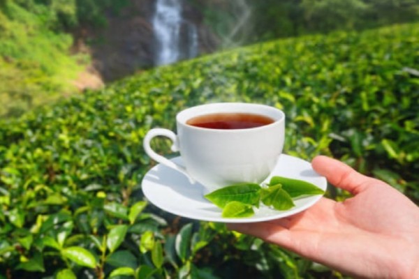 Pure Ceylon Tea Tasting