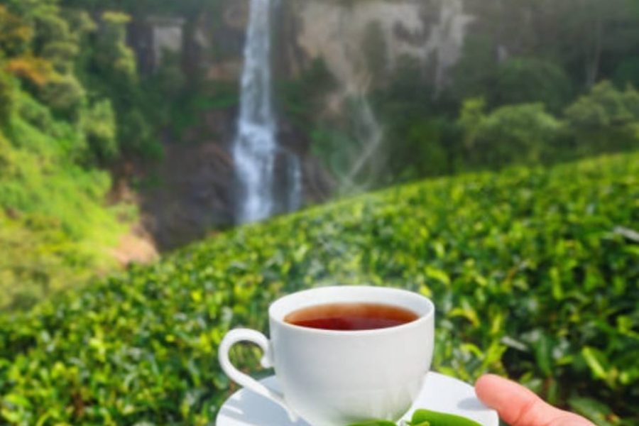 Pure Ceylon Tea Tasting