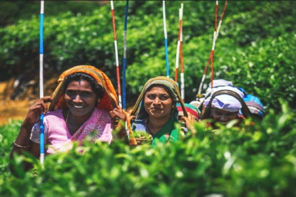 Pure Ceylon Tea Tasting