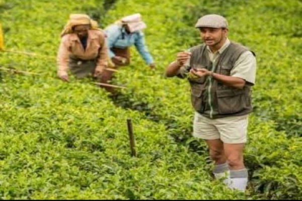 Pure Ceylon Tea Tasting