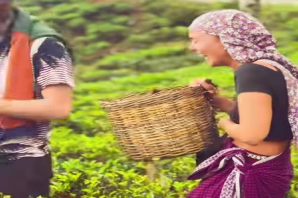 Pure Ceylon Tea Tasting