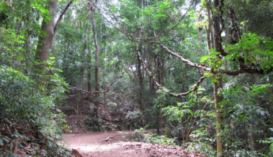 Kandy’s Green Secret: Why You Need to Trek the Udawaththakele Royal Forest