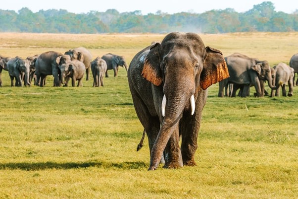 Natural Beauty of Sri Lanka